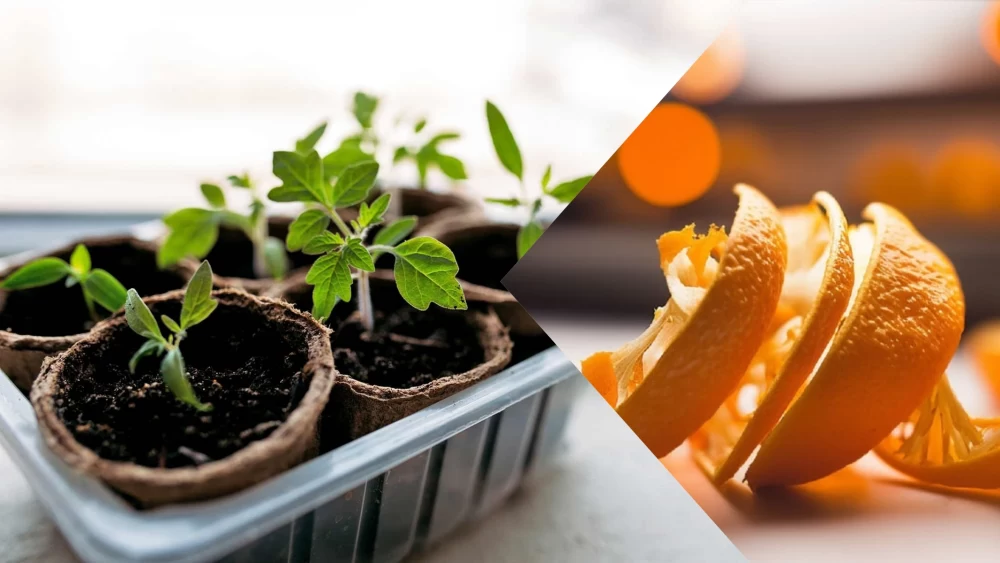پوست پرتقال برای گیاهان