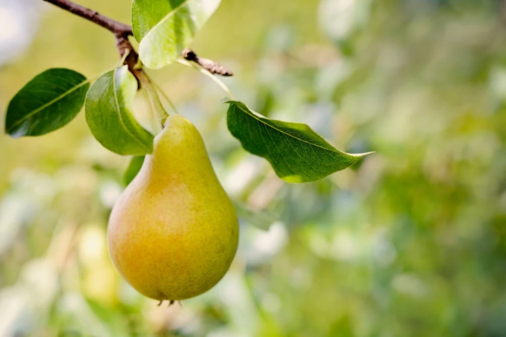 درمان کمبود مواد مغذی در درخت