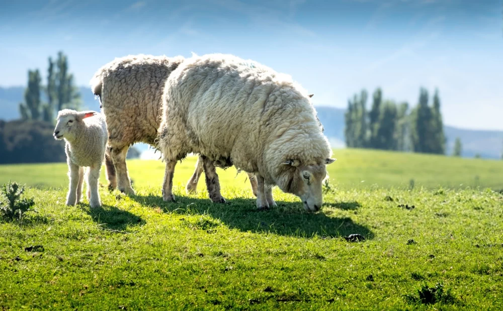 بهترین خوراک برای بره پرواری