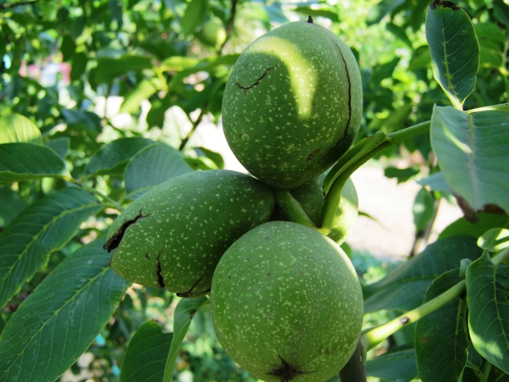 کاشت درخت گردو در زمستان