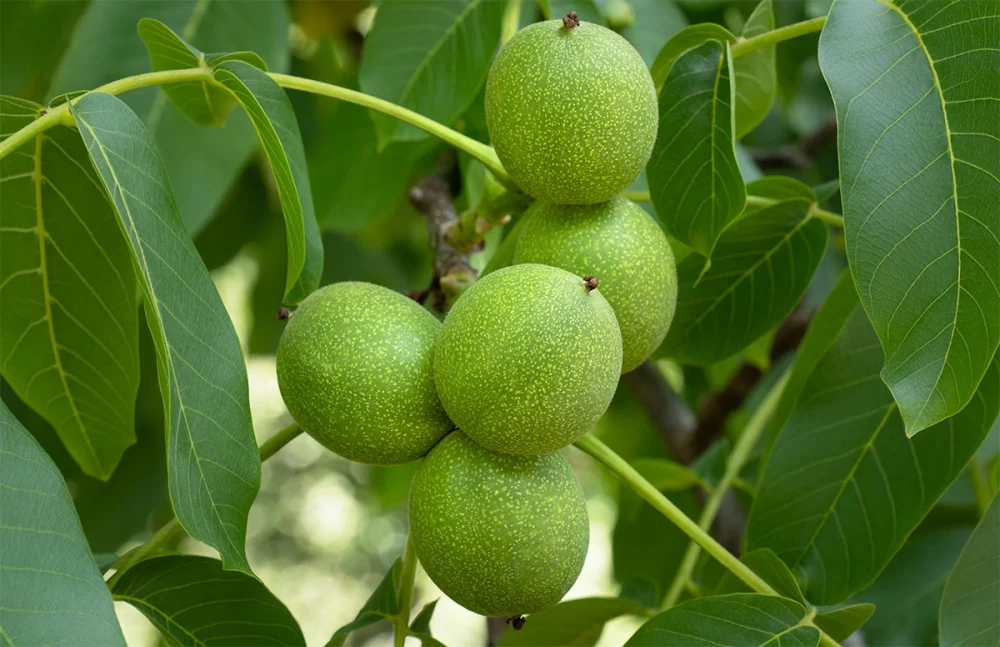 کاشت درخت گردو