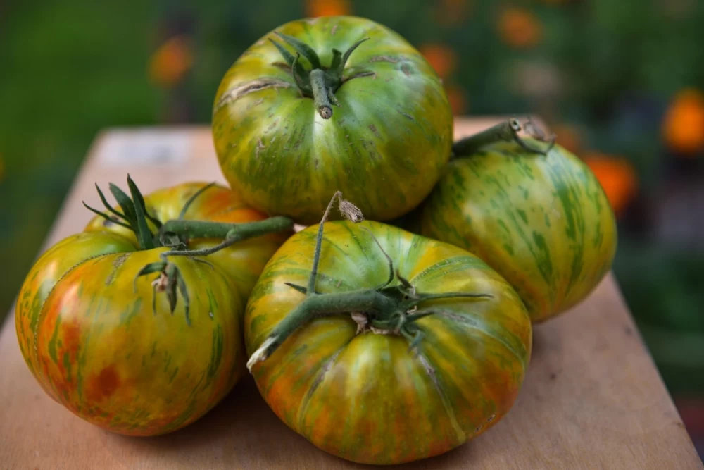  گوجه فرنگی زبرا