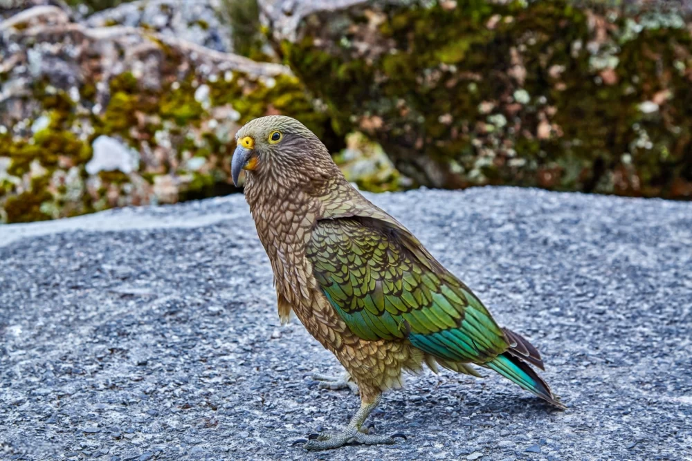 تصویر طوطی کیا