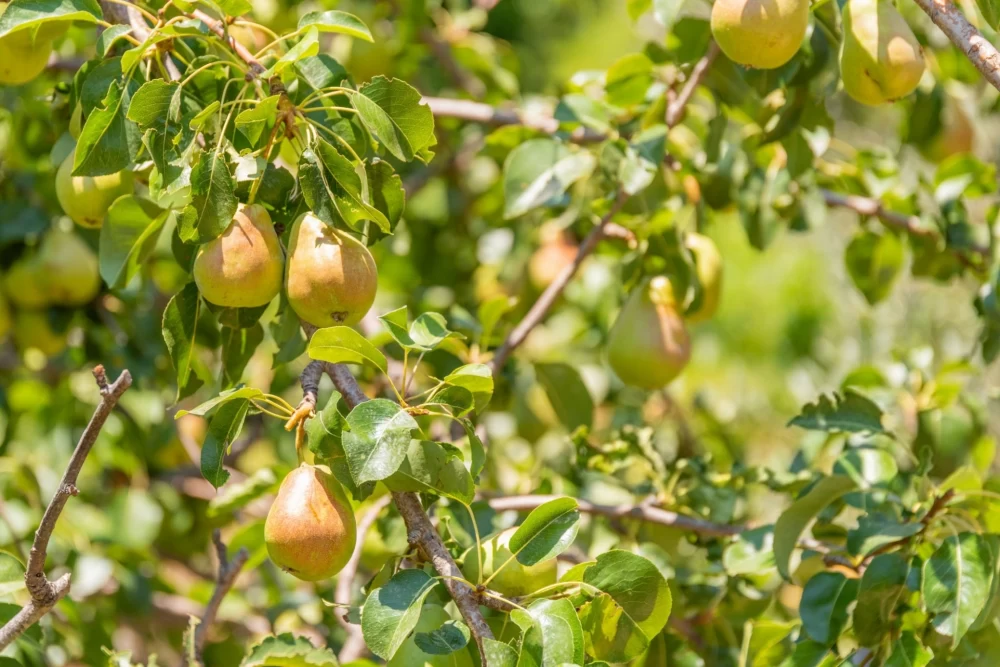 شرایط کاشت نهال گلابی
