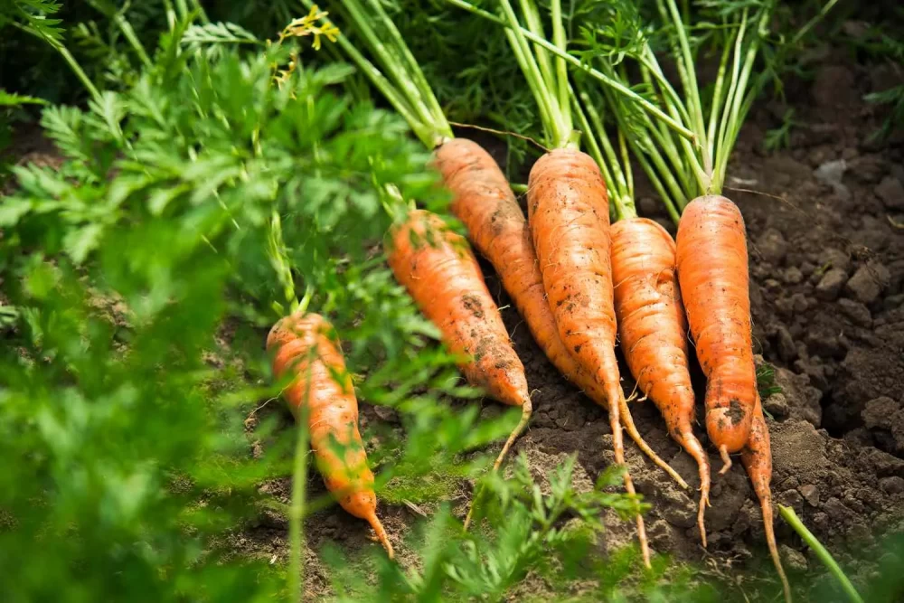 محصولات مناسب برای کاشت در سرما