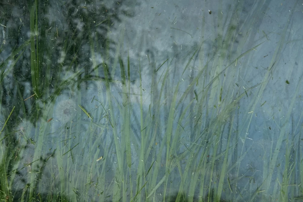 روش تولید رطوبت در گلخانه