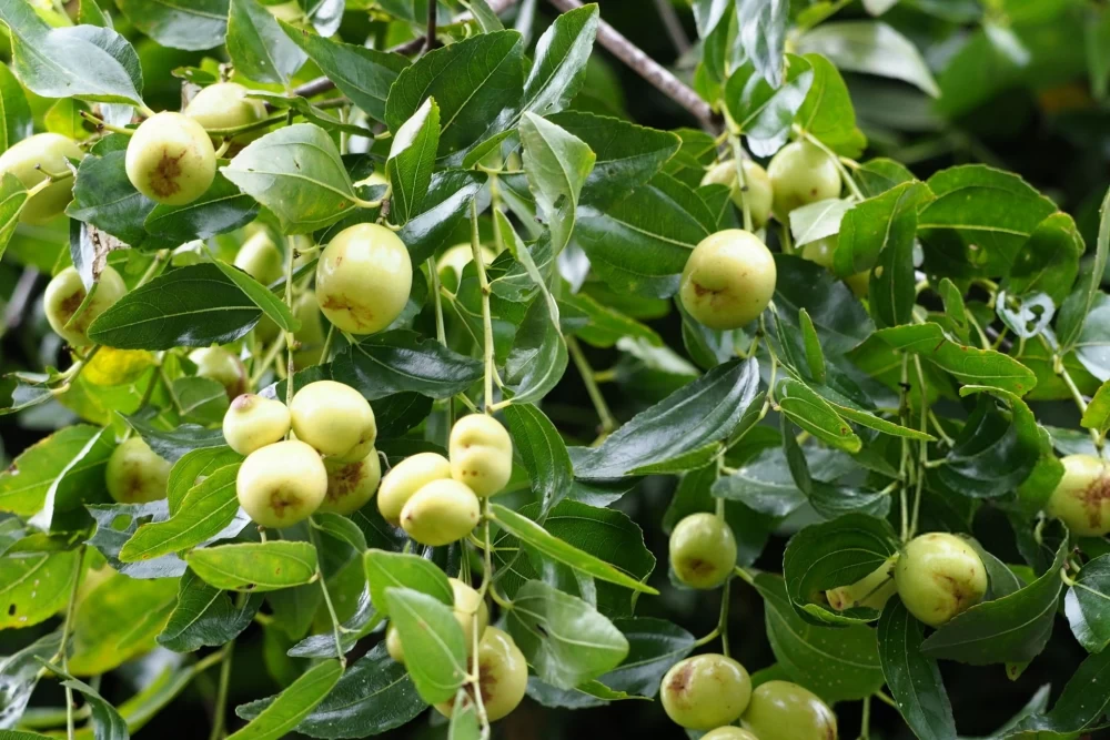 کنترل آفات عناب