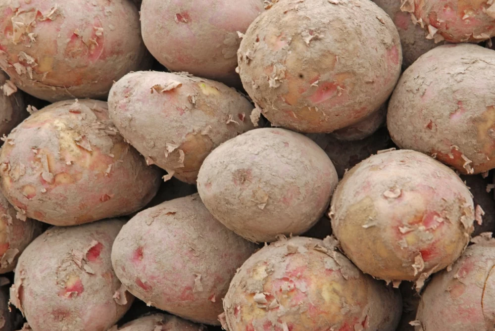 دلایل تلخی سیب زمینی