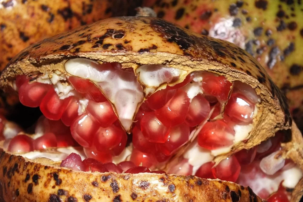 کاربرد پوست انار خشک شده