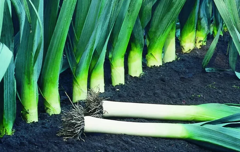 کاشت و پرورش تره فرنگی در گلدان