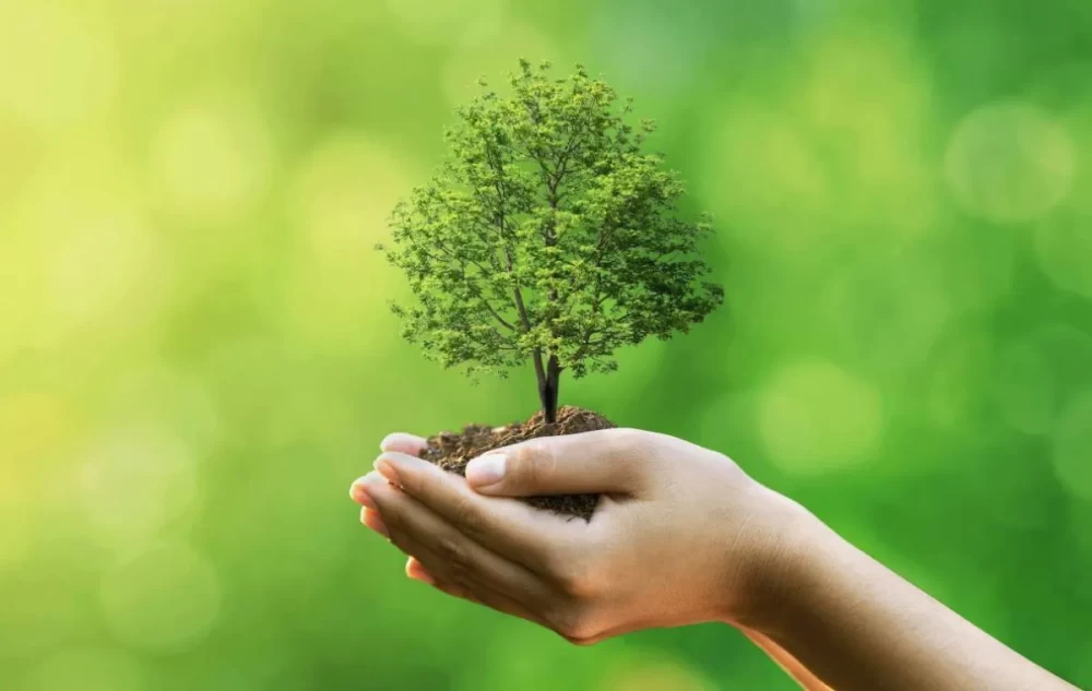 توی باغچه چه درختی بکاریم؟