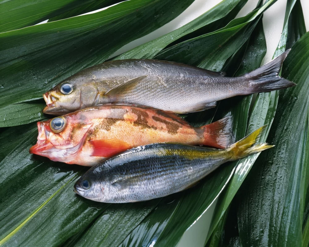  انتخاب ماهی های سالم