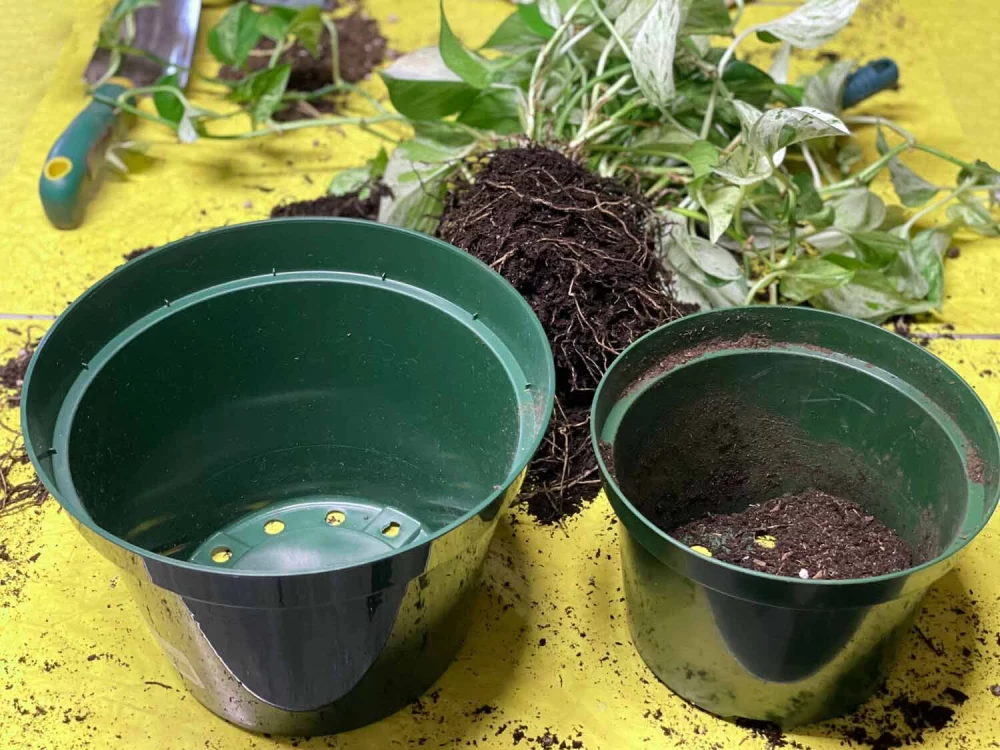 علت سوراخ زیر گلدان