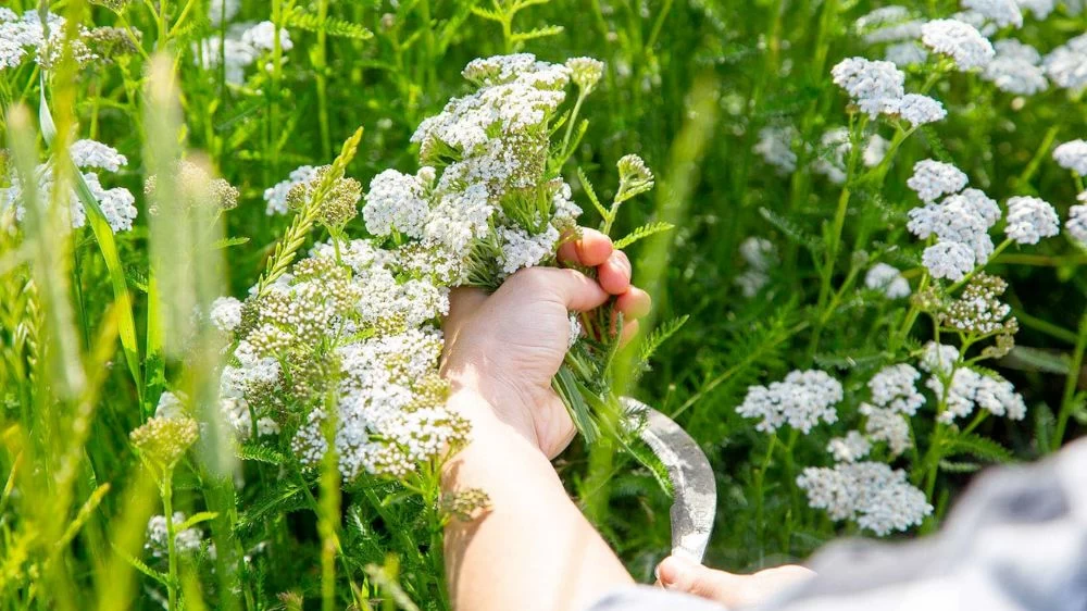 بومادران برای پوست