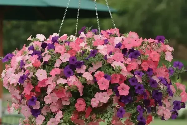 جلوگیری از خشک شدن گل اطلسی