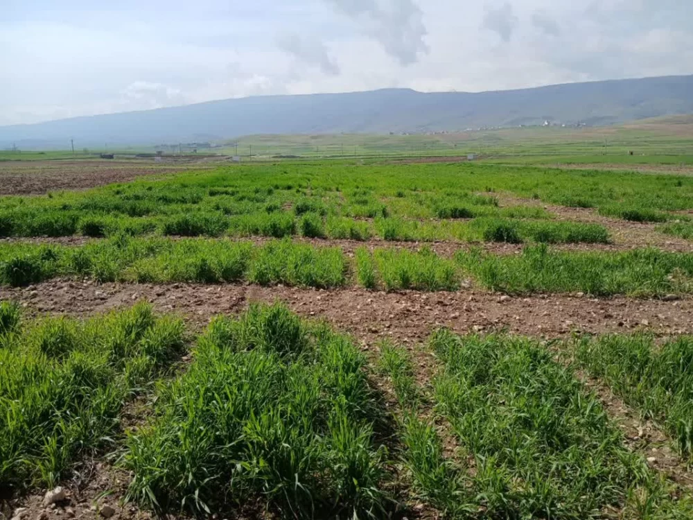 چرداول کجاست؟