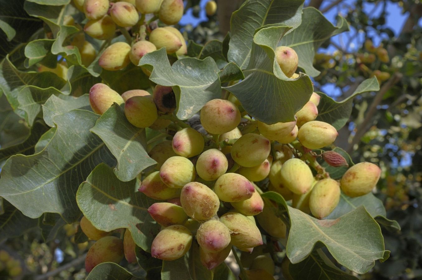 عوامل اصلی سیاه شدن پسته