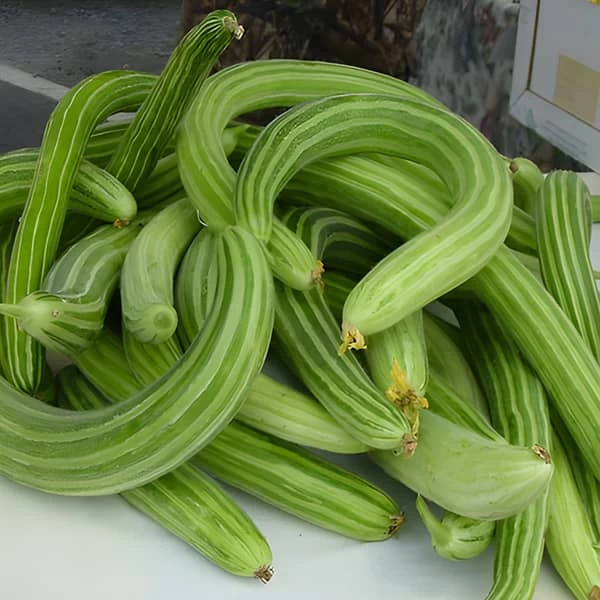 آموزش کاشت و پرورش خیار چنبر در باغچه و گلدان