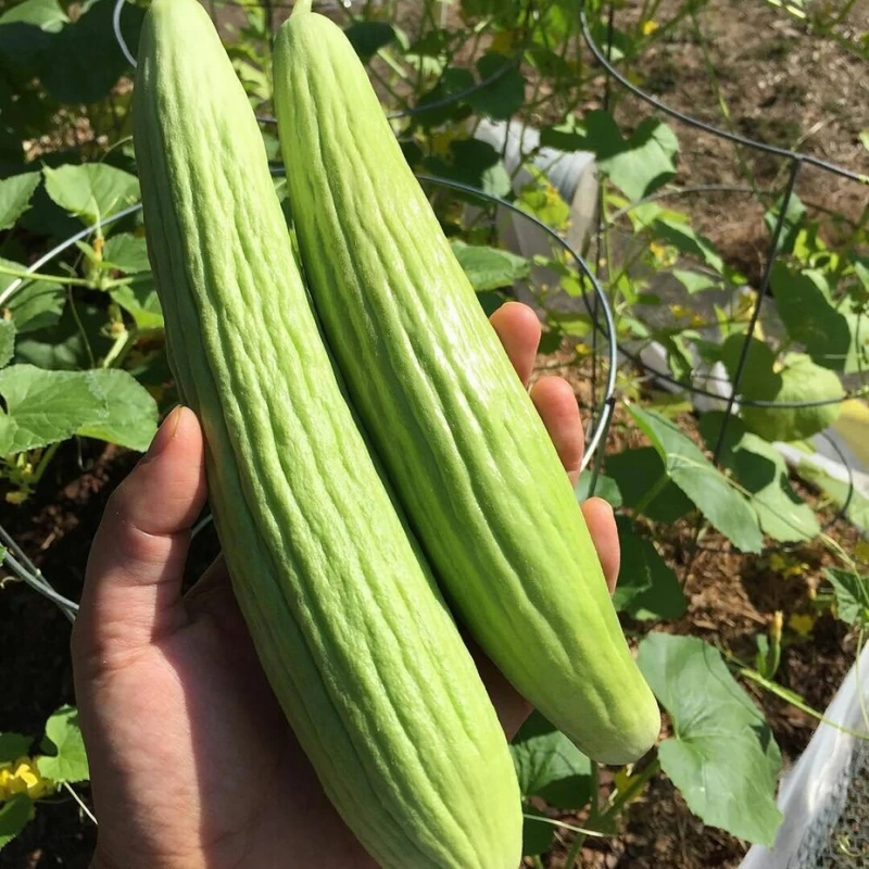 آموزش کاشت و پرورش خیار چنبر در باغچه و گلدان