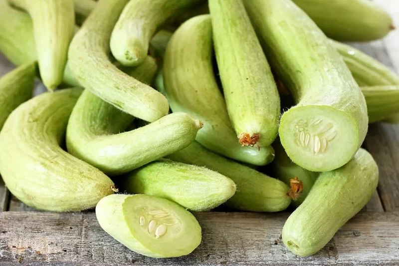 آموزش کاشت و پرورش خیار چنبر در باغچه و گلدان
