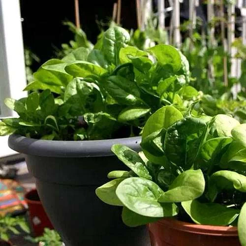 آموزش مرحله به مرحله کاشت اسفناج در گلدان