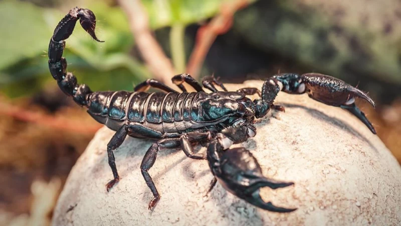 فواید زهر عقرب برای درمان بیمایهای لاعلاج