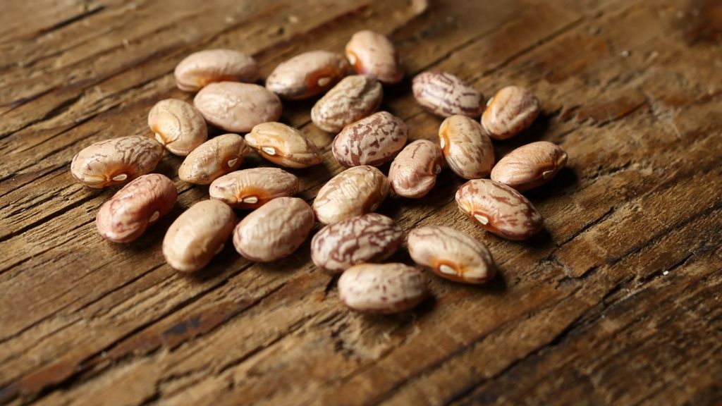 کاشت لوبیا چیتی در گلدان از بذر تا برداشت محصول