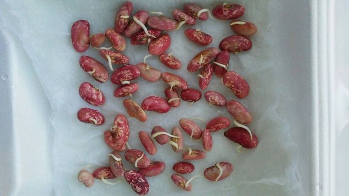کاشت لوبیا چیتی در گلدان از بذر تا برداشت محصول