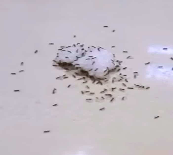 روش پیدا کردن لانه مورچه در خانه / دیگه هیچ مورچه ای تو خونه نمیاد