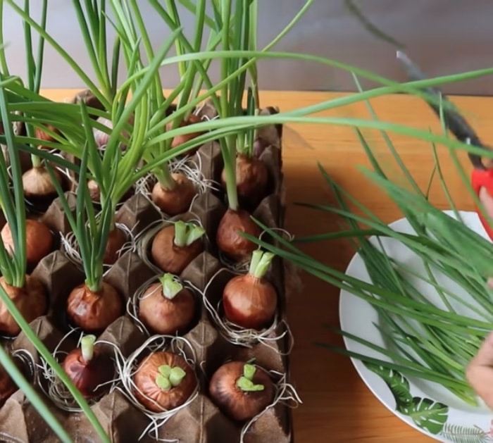 سه روش ساده برای پرورش پیازچه در خانه با مواد بازیافتی