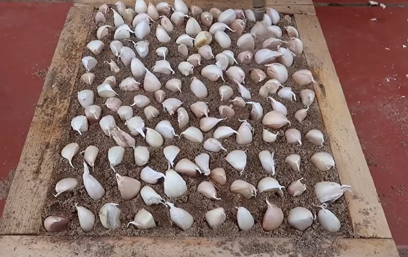 نحوه کاشت سیر در کیسه های پلاستیکی بدون نیاز به باغ و زمین