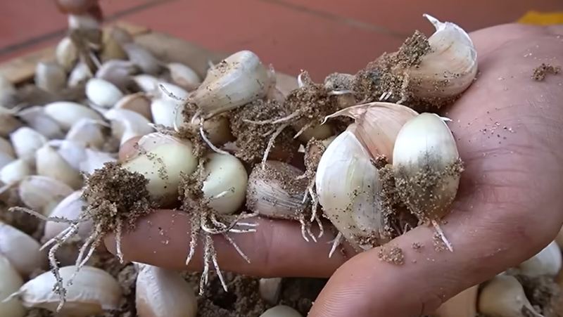 نحوه کاشت سیر در کیسه های پلاستیکی بدون نیاز به باغ و زمین