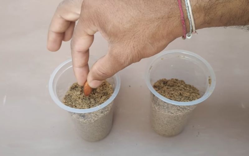 آموزش گام به گام کاشت درخت بادام در گلدان با مغز بادام خام
