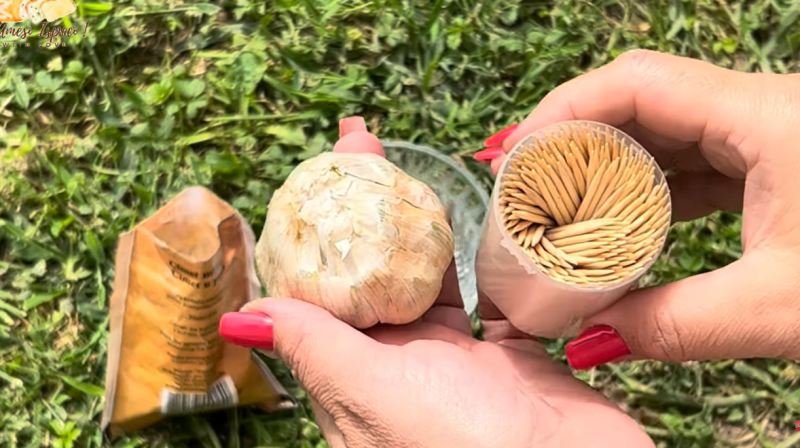 ترفند سریع دفع حشرات با سیر و خلال دندان