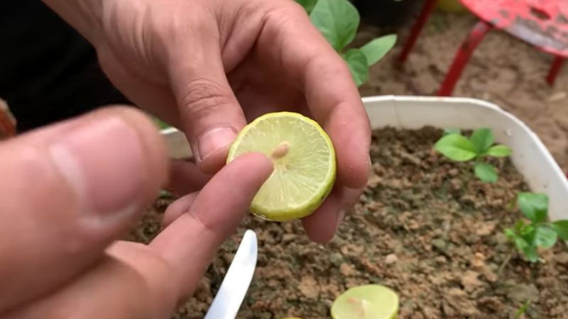 راهنمای پرورش نهال لیمو ترش از هسته در منزل؛ از جوانه زنی تا انتقال به گلدان