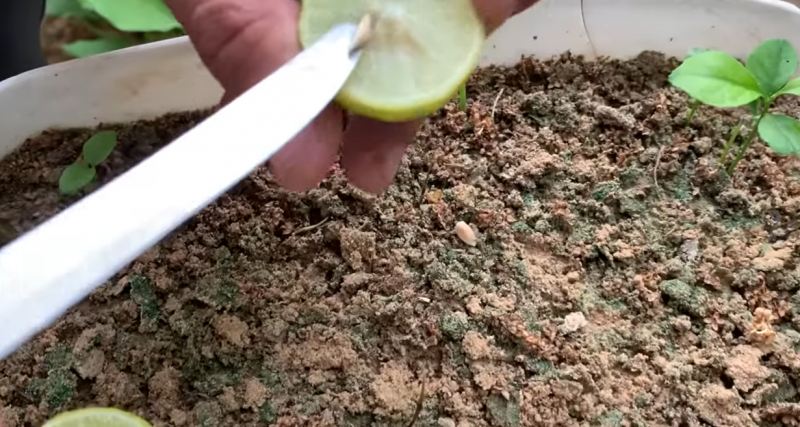 راهنمای پرورش نهال لیمو ترش از هسته در منزل؛ از جوانه زنی تا انتقال به گلدان