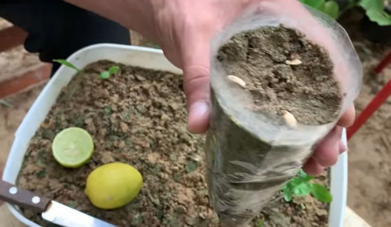 راهنمای پرورش نهال لیمو ترش از هسته در منزل؛ از جوانه زنی تا انتقال به گلدان