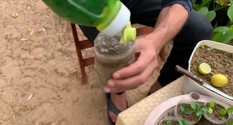 راهنمای پرورش نهال لیمو ترش از هسته در منزل؛ از جوانه زنی تا انتقال به گلدان