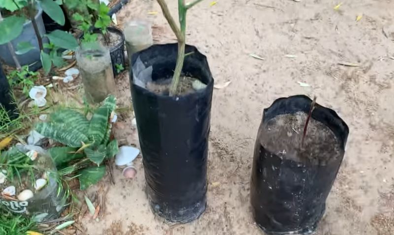 راهنمای پرورش نهال لیمو ترش از هسته در منزل؛ از جوانه زنی تا انتقال به گلدان