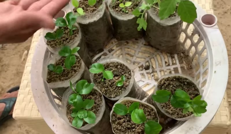 راهنمای پرورش نهال لیمو ترش از هسته در منزل؛ از جوانه زنی تا انتقال به گلدان