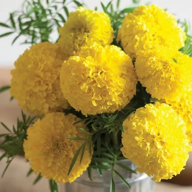 10 گیاهی که پشه ها را از محیط زندگی شما فراری می دهند