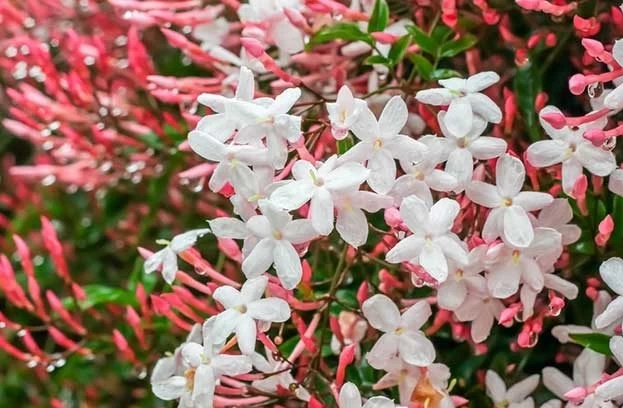 گیاهان آپارتمانی گلدار: معرفی ۱۵ نوع محبوب + روش نگهداری