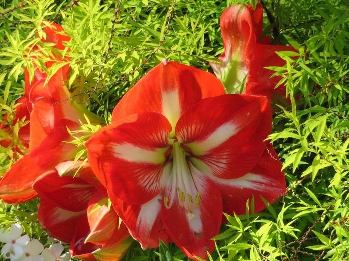 گیاهان آپارتمانی گلدار: معرفی ۱۵ نوع محبوب + روش نگهداری