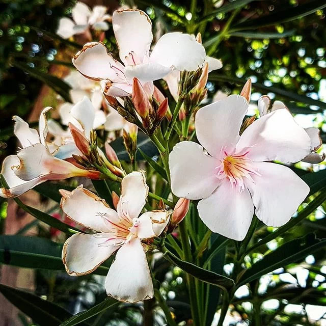 با خواص گل خرزهره این گیاه سمی اما زیبا آشنا شوید