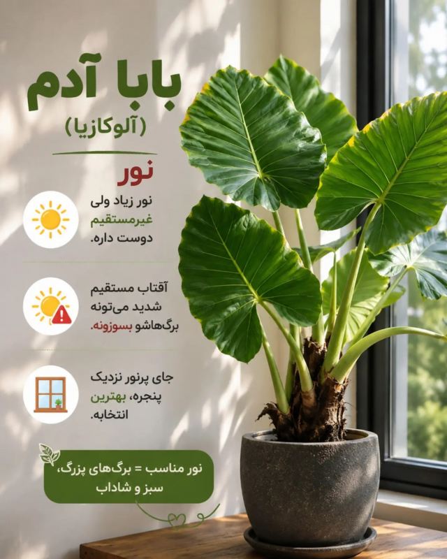 راهنمای جامع نگهداری بابا آدم (آلوکازیا) در خانه ؛ از آبیاری تا رطوبت دهی