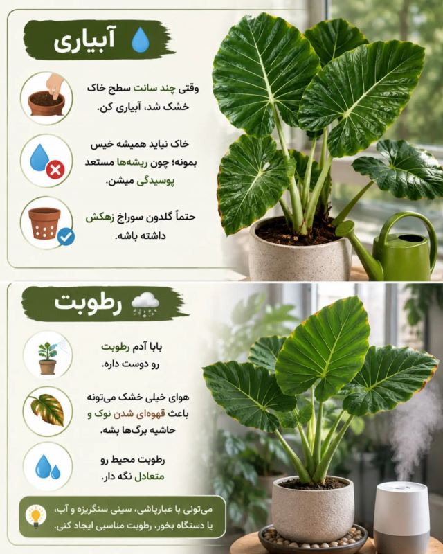 راهنمای جامع نگهداری بابا آدم (آلوکازیا) در خانه ؛ از آبیاری تا رطوبت دهی