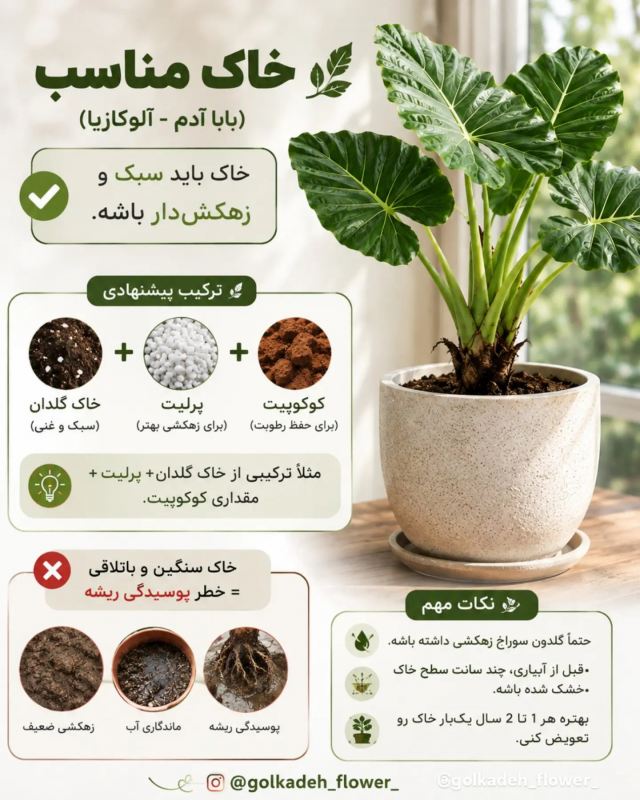 راهنمای جامع نگهداری بابا آدم (آلوکازیا) در خانه ؛ از آبیاری تا رطوبت دهی