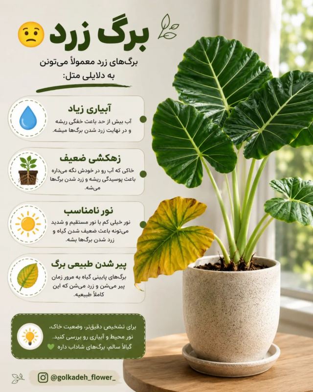 راهنمای جامع نگهداری بابا آدم (آلوکازیا) در خانه ؛ از آبیاری تا رطوبت دهی