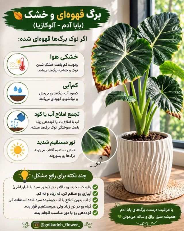 راهنمای جامع نگهداری بابا آدم (آلوکازیا) در خانه ؛ از آبیاری تا رطوبت دهی