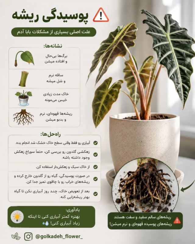 راهنمای جامع نگهداری بابا آدم (آلوکازیا) در خانه ؛ از آبیاری تا رطوبت دهی